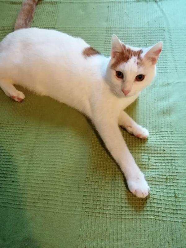 Peter, Splendido Gattino Di 7 Mesi